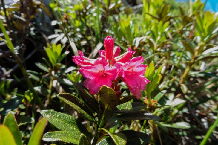 02 Rosa delle Alpi (Rhododendron ferrugineum)