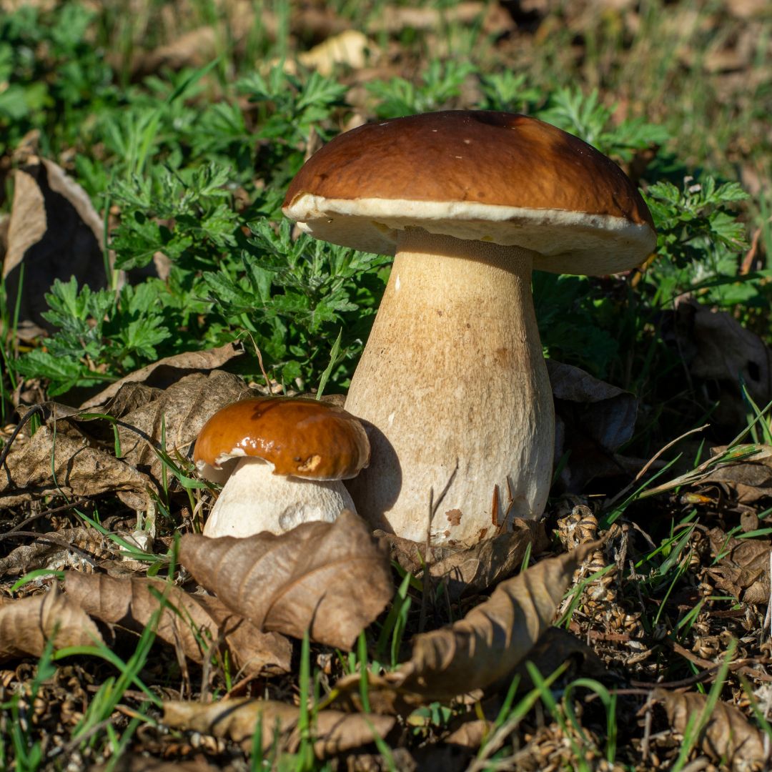 funghi
